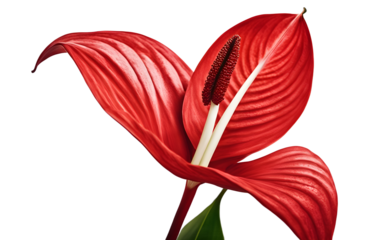 A bright and vibrant red anthurium flower, isolated on a empty plain background