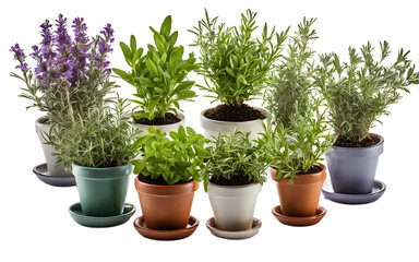 Fototapeta premium A colorful collection of potted herbs including rosemary, thyme, and sage, isolated on a empty plain background