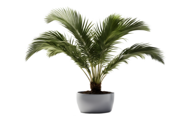 A compact potted palm tree with fan-shaped leaves, isolated on a empty plain background