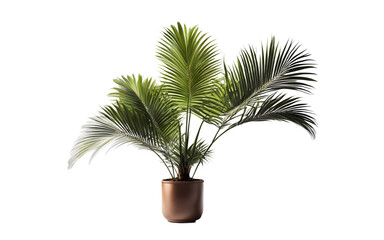A compact potted palm tree with fan-shaped leaves, isolated on a empty plain background
