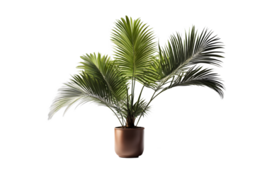 A compact potted palm tree with fan-shaped leaves, isolated on a empty plain background