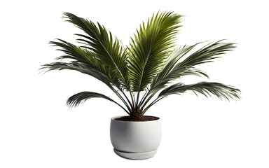 Obraz premium A compact potted palm tree with fan-shaped leaves, isolated on a empty plain background