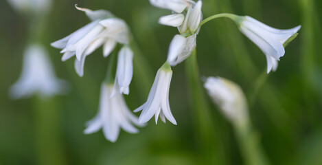 野に咲く小さな白い花