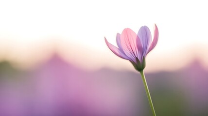 Spring flowers on the white background