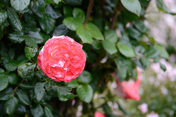 Closeup Rosa Nostalgie Taneiglat, German rosa  with blurred background in summer garden