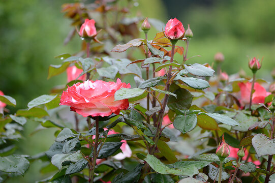 Closeup Rosa Nostalgie Taneiglat, German rosa  with blurred background in summer garden