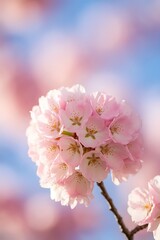 Spring blossom concept apricot cherry blossom flower on blue pastel background in bloom flowers spring time selective focus