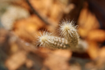 Obraz premium Close-up view of cactus spines against a softly blurred background, highlighting their sharp details and unique texture