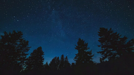 Naklejka premium Blue dark night sky with many stars above field of trees