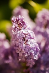 Obraz premium Lilac flowers macro