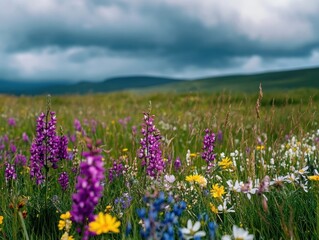 Highland moors featuring a close-up scene of vibrant wildflowers against the backdrop of dramatic skies