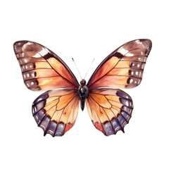 Fototapeta premium Orange-Brown Butterfly with Purplish-Gray Markings on White Canvas