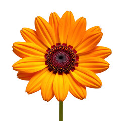 Orange Osteospermum Flower Showcasing Slender Petals and Central Disc