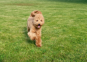Portrait of dog running towards camera. Brown toy-poodle on the grass. 