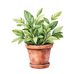 Potted Plant Flourishing with Green Leaves in Terracotta Pot