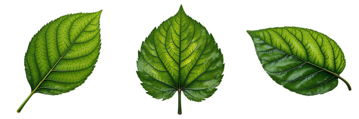 Three Distinct Green Leaves Displayed with Unique Shapes and Vein Structures