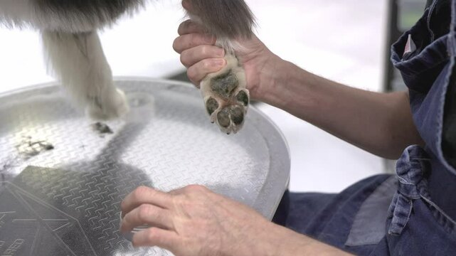Veterinarian applying ointment to dog's paw pads