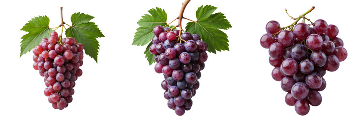 Red Grapes Display Diverse Shades in Bunches