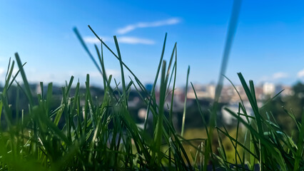 Obraz premium grass and blue sky