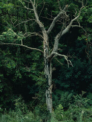 A weathered tree stands amidst dense foliage, showcasing nature's resilience.
