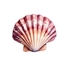 Fototapeta premium Scallop Shell Displaying Rich Purplish-Pink and Cream Colors with Dark Striations
