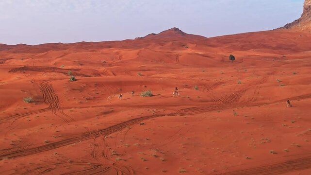 A drone over the sand dunes of the desert in which camels graze. Sunny summer day