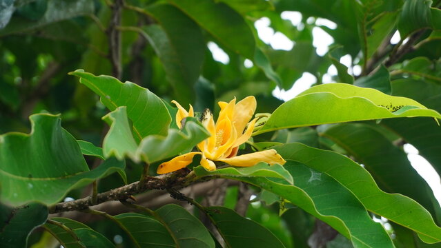Magnolia champaca flowers showcases their bright yellow petals and waxy texture surrounded by dense green foliage the presence of black ants adds a dynamic element to this tropical garden scene