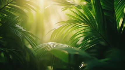 Obraz premium Soft focus on fresh green leaves surrounded by nature,