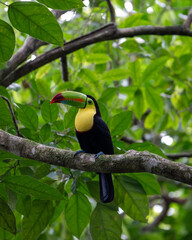 toucan on a branch