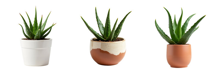 Aloe Vera Plants in Colorful Pots Displaying Growth and Variety