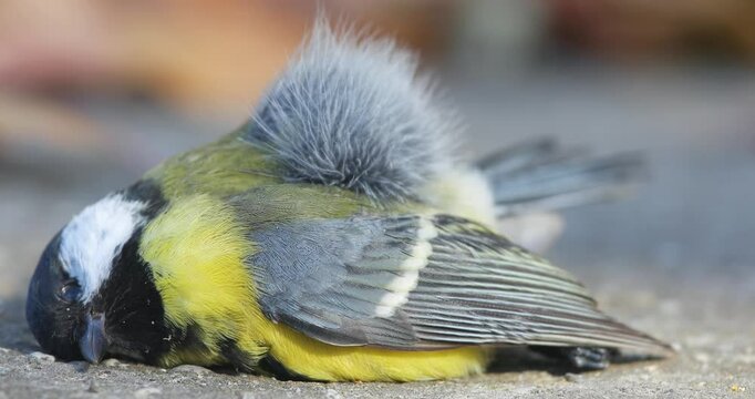 Dead great tit on the ground