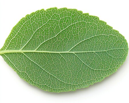 A detailed close-up of a vibrant green leaf resting on a smooth white surface, showcasing intricate veins and textures, with soft natural light highlighting its edges. - Powered by Adobe