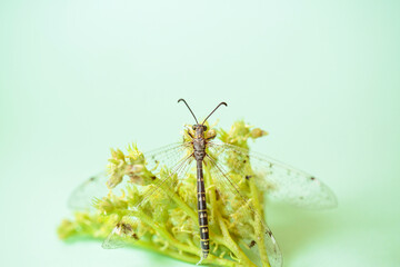 A close-up of a dragonfly resting on a yellow-green flower, set against a pale green background....