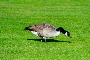 Canada Goose Grazing on Grass