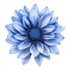 Fototapeta premium Vibrant blue flower close-up