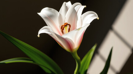 Easter lily in full bloom, vibrant white petals | generative AI