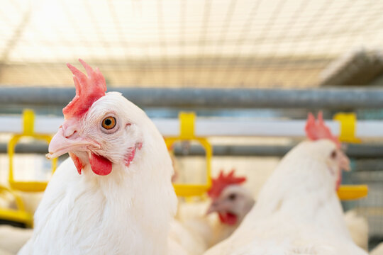 Close-up Dekalb White chickens on a poultry farm