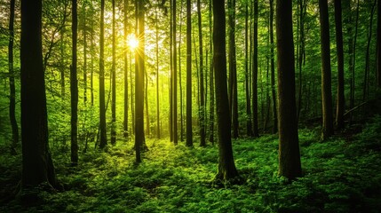 Fototapeta premium Vibrant forest with trees and rich soil working together