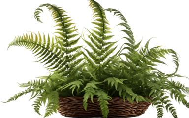 A decorative fern with feather-like fronds in a hanging basket, isolated on a empty plain background