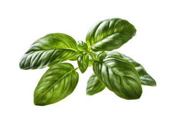 A fresh green basil plant with aromatic leaves, isolated on a empty plain background