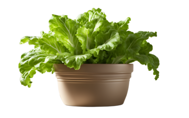 A fresh green lettuce plant in a garden pot, isolated on a empty plain background