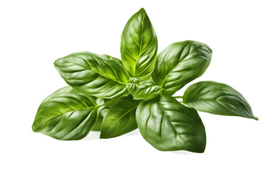 Fototapeta premium A fresh green basil plant with aromatic leaves, isolated on a empty plain background