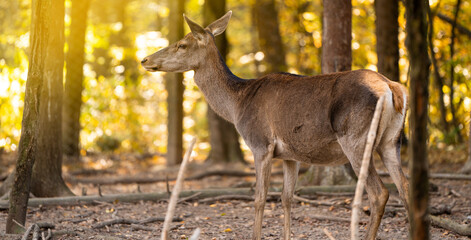 A beautiful young deer walks in the autumn forest on a sunny day.