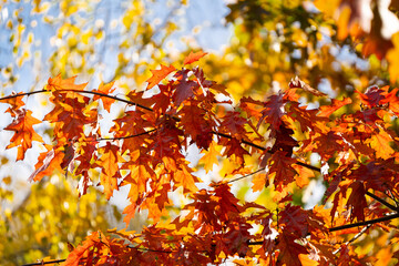 Beautiful bright fall tree with yellow leaves on a sunny autumn day. Autumn colors, nature concept