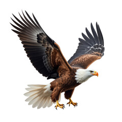 Obraz premium Bald Eagle in Flight Showcasing Talents and Plumage