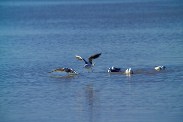 flock of seagulls Sadinia, Italy