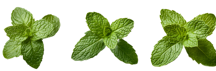 Fresh green mint leaves on transparency , png