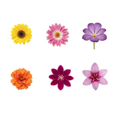 Obraz premium set of flowers