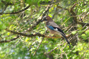 Jay bird (Garrulus glandarius)  sitting on the tree branch in spring sunny day. Birds in spring, fauna concept.