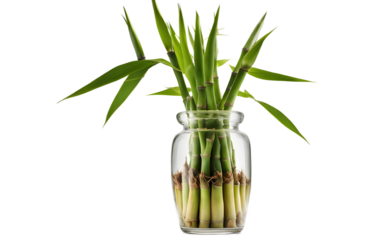 A green bamboo shoot growing in a glass vase, isolated on a empty plain background